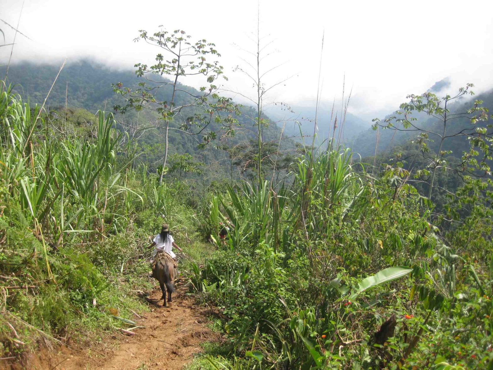 Jungle in Colombia